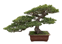 bonsai oriental tree sunshine3 - png ฟรี