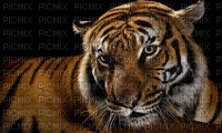 Tiger - Безплатен анимиран GIF