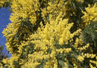 mimosa - Gratis animeret GIF
