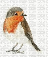 Background Robin - Free PNG