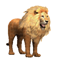 lion bp - Ingyenes animált GIF