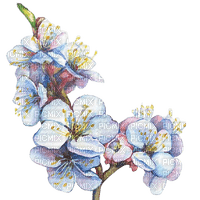 Цветок дерева, акварель - ücretsiz png