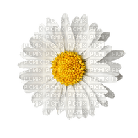 Daisy.White.Yellow - бесплатно png