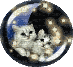 Duo chatons sur lune dans une bulle avec animation - GIF animé gratuit