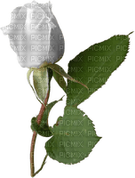 ruža - PNG gratuit