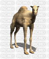 Camello - Zdarma animovaný GIF