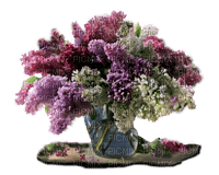fleurs de lilas web charmille - png grátis