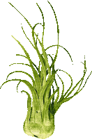 fond beach sea underwater plant - Darmowy animowany GIF