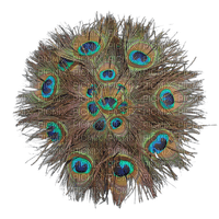 Peacock feather - ücretsiz png