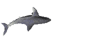 requin - GIF animate gratis