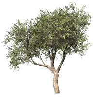 arbol paisaje - безплатен png