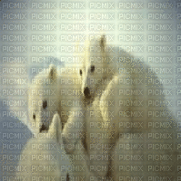 ours blanc - GIF animado gratis