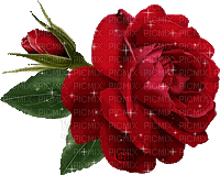 red rose rouge roses gif