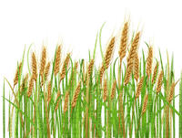 WHEAT grass - фрее пнг