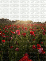 Paysage.Landscape.Coquelicots.Poppies.Champ.Field.Victoriabea