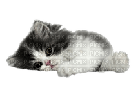 cat chat - 無料png