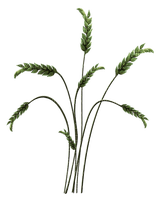 Planta color verde - png gratuito