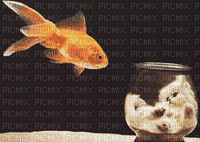 Chaton et poisson - GIF animate gratis