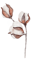 cotton flowers Bb2 - ücretsiz png