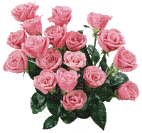 розовые розы - Free animated GIF