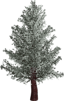 fir arbre tanne tree winter hiver snow neige - PNG gratuit