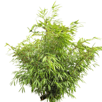 arbusto de jardim-l - PNG gratuit
