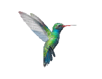 vogel - Ücretsiz animasyonlu GIF