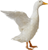 duck katrin - kostenlos png