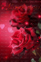 rose - 無料のアニメーション GIF