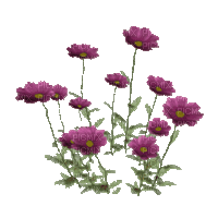 Цветочки - Nemokamas animacinis gif