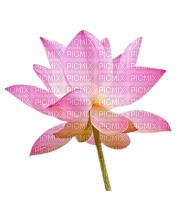 Flower Lotus Teeh - 免费PNG