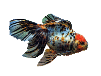 peixe - Besplatni animirani GIF