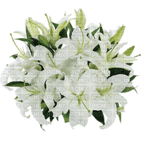 Flowers white bp - Free PNG