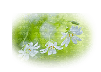 blommor---flowers - png gratuito