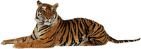 minou-animal-tiger - 無料png