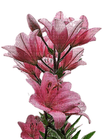flores de colores ,adolgian - Free PNG