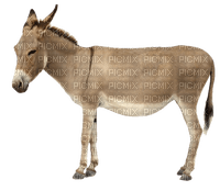 burro - png grátis