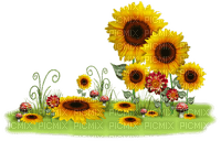 tournesol sunflower border - Free PNG
