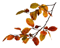 maple branch, sunshine3 - Free PNG