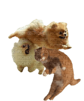 Pomeranian/Poes - 免费PNG