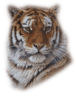tigre ( - PNG gratuit