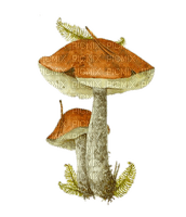Pilze, Herbst - png gratuito