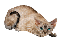 Cat Nitsa Papacon - Безплатен анимиран GIF