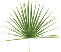 palmowy liść - ilmainen png