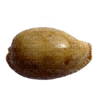 Shells katrin - ücretsiz png