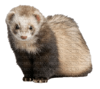 Kaz_Creations Ferret - PNG gratuit