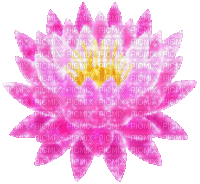 pink water lily - GIF animado gratis