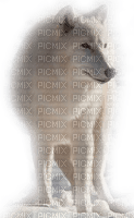 arctic wolf - zdarma png