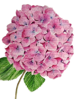 Hortensie, pink, Blume - nemokama png
