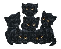MMarcia gif gato preto - Δωρεάν κινούμενο GIF